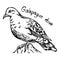Galapagos dove - vector illustration sketch hand drawn