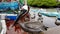 Galapagos, Ecuador - 2019-06-20 - brown pelican walks across fish sellers counter