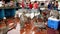 Galapagos, Ecuador - 2019-06-20 - tourists watch fish seller as brown pelicans stand by