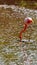 Galapagos flamingo foraging in a salt lake