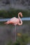 Galapagos Flamingo at rest