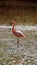 Galapagos flamingo in a salt lake