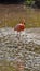 Galapagos flamingo in a salt lake