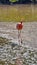 Galapagos flamingo in a salt lake