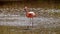 Galapagos flamingo in a salt lake