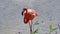 Galapagos flamingo in a salt lake