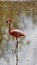 Galapagos flamingo in a salt lake