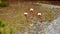 Galapagos flamingos foraging in a salt lake