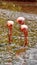 Galapagos flamingos foraging in a salt lake