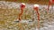 Galapagos flamingos foraging in a salt lake