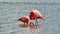 Galapagos flamingos foraging in a salt lake