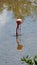 Galapagos flamingos foraging in a salt lake