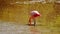 Galapagos flamingos foraging in a salt lake