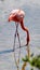 Galapagos flamingos foraging in a salt lake