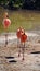 Galapagos flamingos at a salt lake