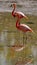 Galapagos flamingos in a salt lake