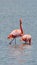 Galapagos flamingos in a salt lake