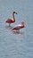 Galapagos flamingos in a salt lake