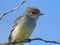 Galapagos flycatcher myiarchus magnirostris in Galapagos islan