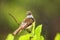 Galapagos flycatcher on Santiago Island, Galapagos National Park