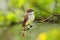 Galapagos flycatcher on Santiago Island, Galapagos National Park