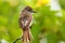 Galapagos flycatcher on Santiago Island, Galapagos National Park