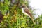 Galapagos flycatcher on Santiago Island, Galapagos National Park