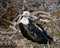 The Galapagos Frigate Bird or great Frigate Bird, a baby or juvenile on the nest