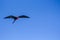 Galapagos frigate flying over a beautiful blue sky with its inflated red bag