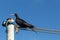 Galapagos frigate resting in a bar of a harbor with other birds out of focus in the background with blue sky