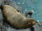 Galapagos Fur Seal