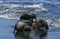 Galapagos Fur Seal, arctocephalus galapagoensis, Group standing on Beach, Emerging from Ocean