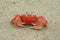 Galapagos ghost crab on Isabela Island