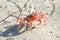 Galapagos ghost crabs