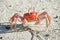 Galapagos ghost crabs