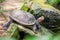 Galapagos giant land turtle in Singapore Zoo