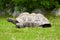 Galapagos giant tortoise