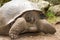 Galapagos giant tortoise