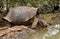 Galapagos Giant Tortoise