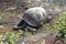 Galapagos  Giant Tortoise. Big  Turtle. Wildlife Stock Photograph Image