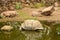 Galapagos  Giant Tortoise. Big  Turtle. Wildlife Stock Photograph Image