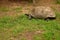 Galapagos  Giant Tortoise. Big  Turtle. Wildlife Stock Photograph Image