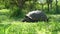 Galapagos giant tortoise, Chelonoidis niger, santa cruz