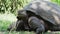 Galapagos giant tortoise, Chelonoidis niger, santa cruz