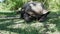 Galapagos giant tortoise, Chelonoidis niger, santa cruz