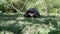 Galapagos giant tortoise, Chelonoidis niger, santa cruz