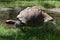 Galapagos giant tortoise cooling down in a water pool