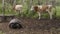 Galapagos Giant Tortoise And Cows on Santa Cruz Island in Galapagos Islands