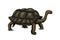 Galapagos giant tortoise. Cute Turtle in Ecuador. Animals Reptiles. Pet and Wildlife. Engraved hand drawn in old vintage