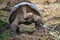 Galapagos Giant Tortoise. Galapaguera Interpretation Center, Isla San Cristobal, Galapagos Island